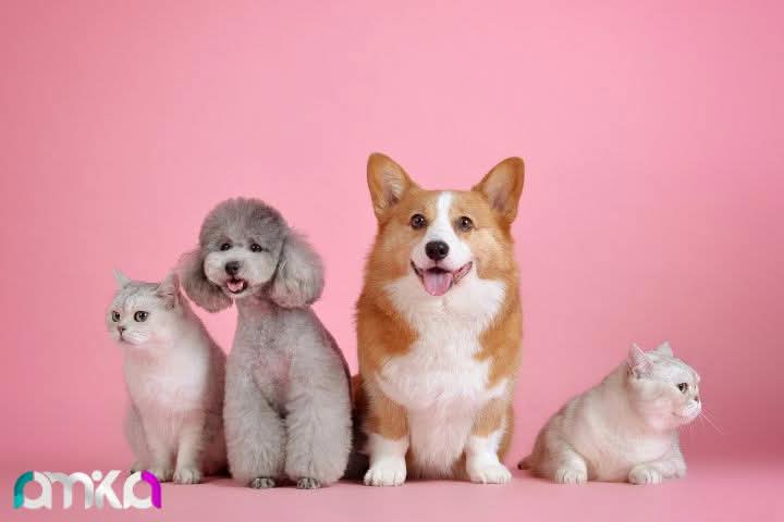 seo for petshop